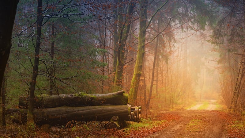 Woodland Setting