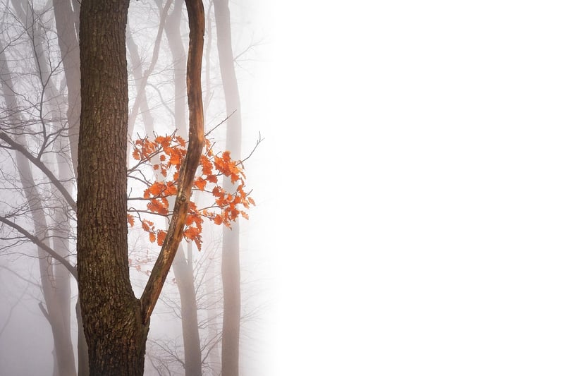 Mystical Woods